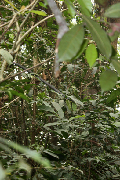 Mamba noir, Togo