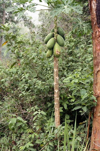 Papayer, Kouma Kounda