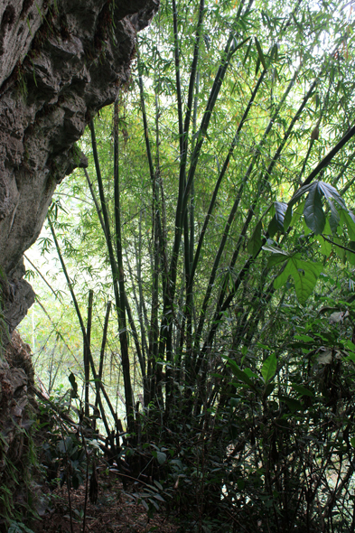 Bambous, Kouma Kounda