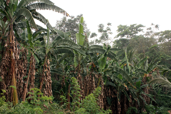 Bananiers, Kouma Kounda