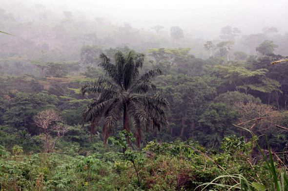 Végétation, Kouma Kounda