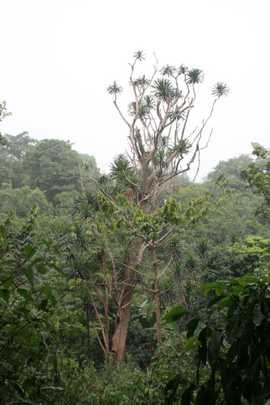 Yucca, Kouma Kounda