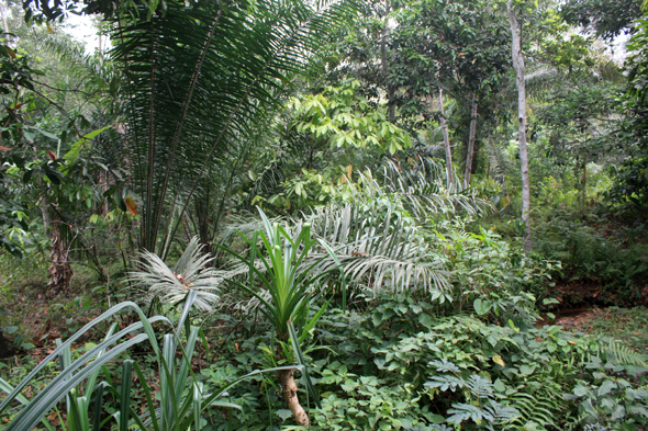 Kouma Kounda, végétation