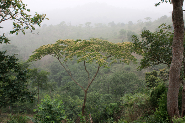 Forêt, Kouma Kounda