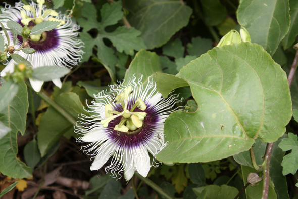 Passiflores, Kouma Kounda