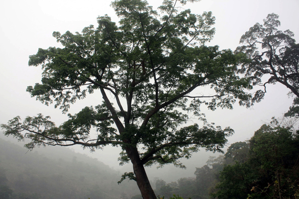 Kapokier, Togo