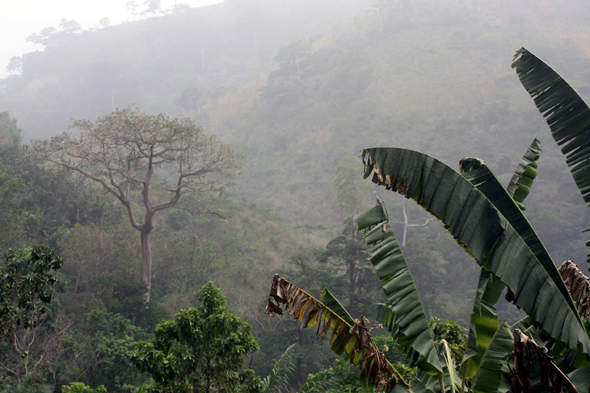 Végétation, Togo, Kouma Kounda