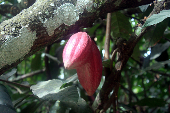 Cacaoyer, Togo