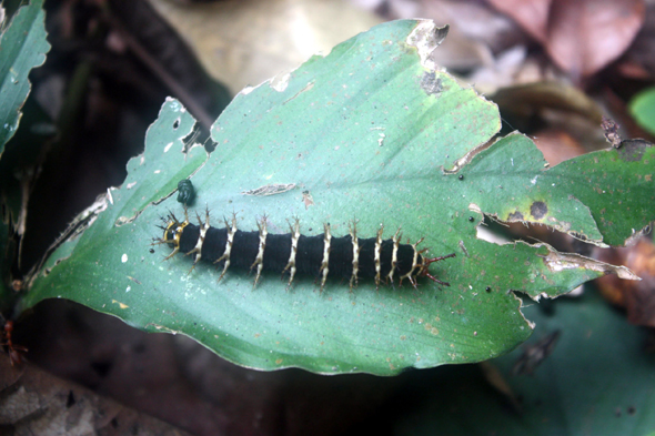 Chenille, Togo