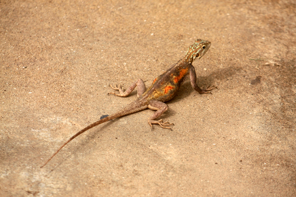 Lézard, Aného