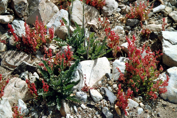 Fleurs rouges, Hoggar