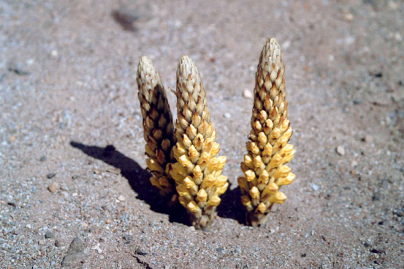 Asperges du Sahara