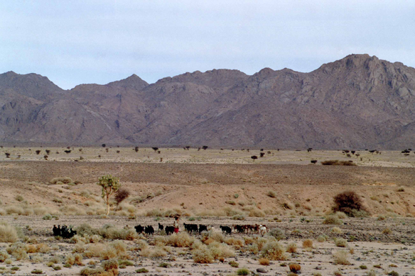 Hoggar, troupeau de chèvres