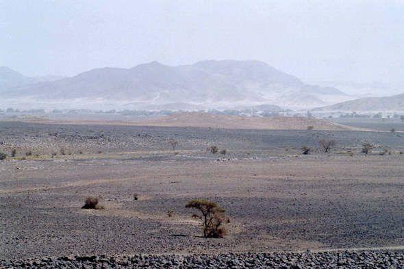 Hoggar, acacias, tamaris