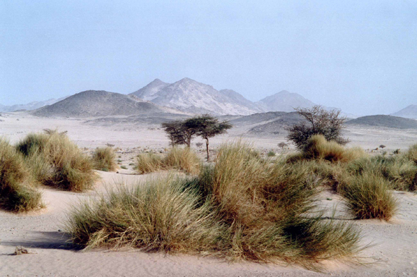 Des plantes dans le Hoggar, Sahara