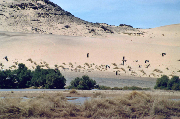 Des cigognes dans le Sahara algérien