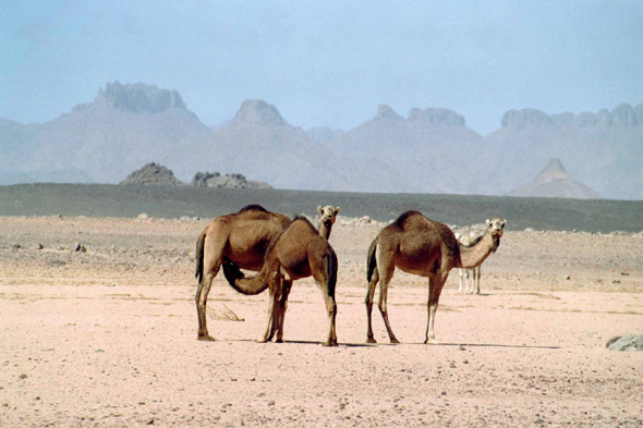 Dromadaires dans le Sahara algérien