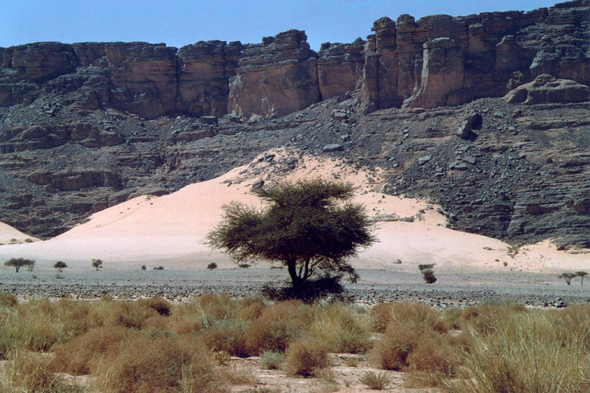 Tassili n'Ajjer, acacia, vue