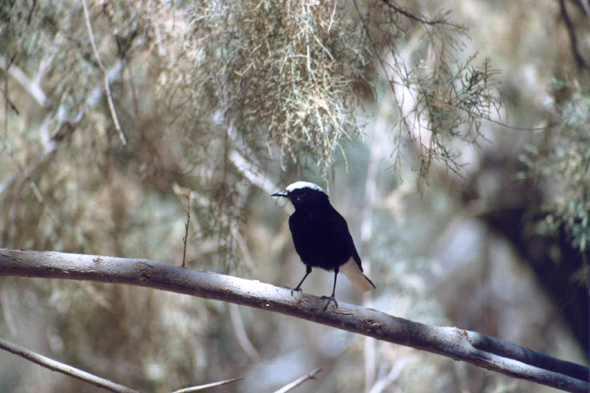 Moula-Moula, oiseau