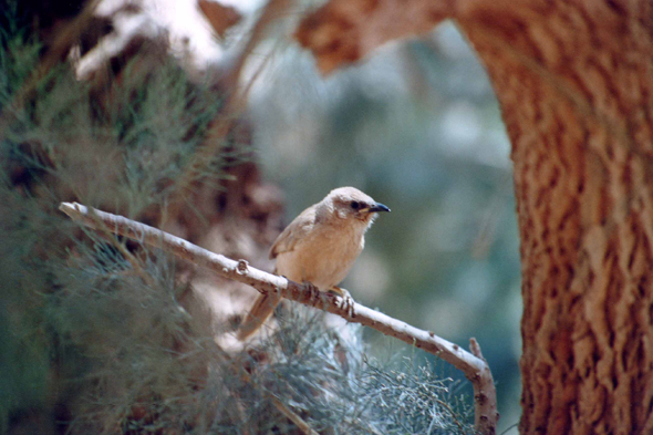 Essendilène, oiseau