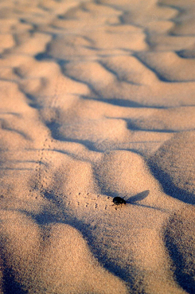 Un scarabée dans le Sahara en Algérie