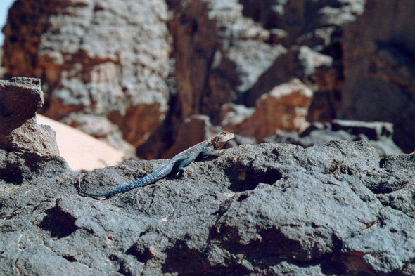 Un lézard agama agama dans le Sahara