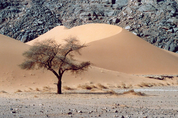 Moulanga, acacia, Algérie