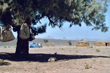 Nomadisme touareg