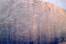 Bubales de l'art rupestre