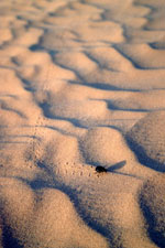 Scarab&eacute;e des dunes