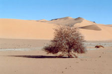Climat ancien du Sahara