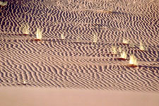 Vie microscopique du Sahara
