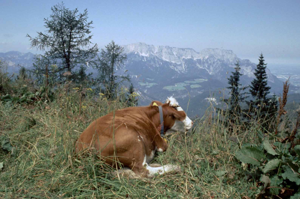 Une vache près de Berchtesgaden