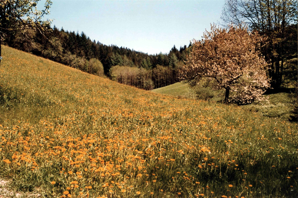 Sankt Roman, Forêt-Noire