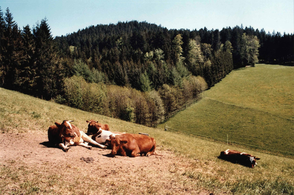 Forêt-Noire, des vaches près de Sankt Roman