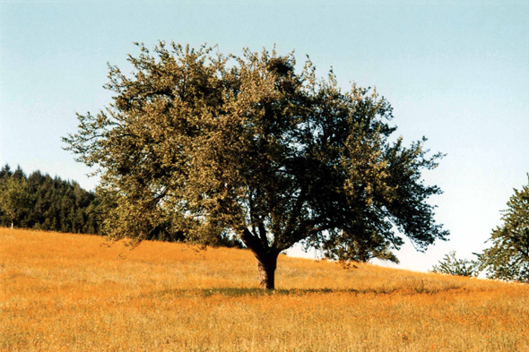 Fussbach, arbre