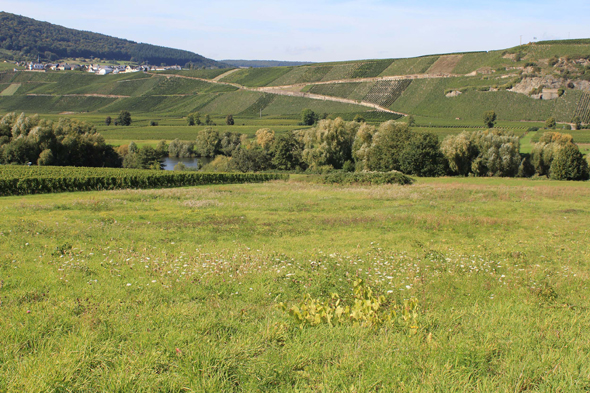 Osann, Vallée de la Moselle