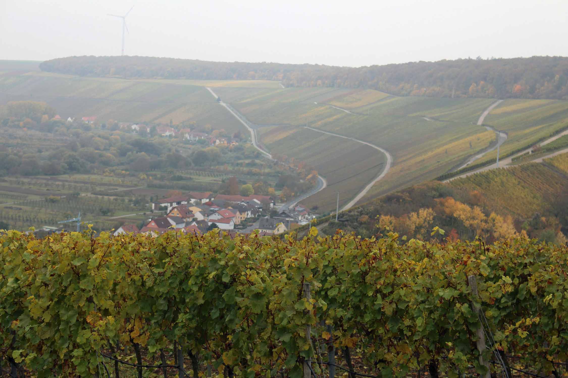 Volkach, vignoble