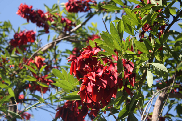 Buenos Aires, Ceibo, arbre