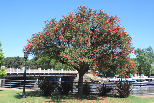 Buenos Aires, Arbre ceibo