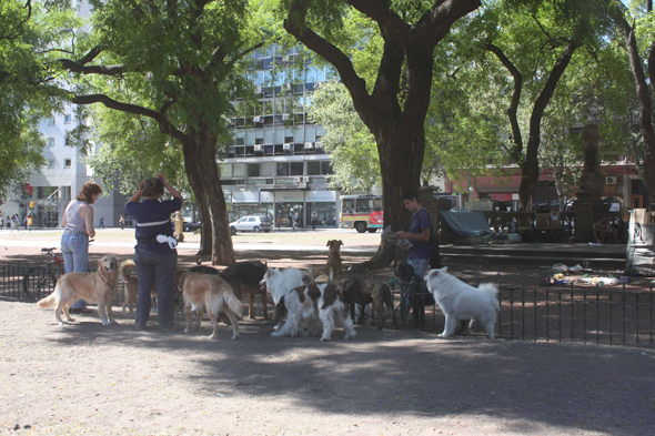 Buenos Aires, Promeneurs de chiens