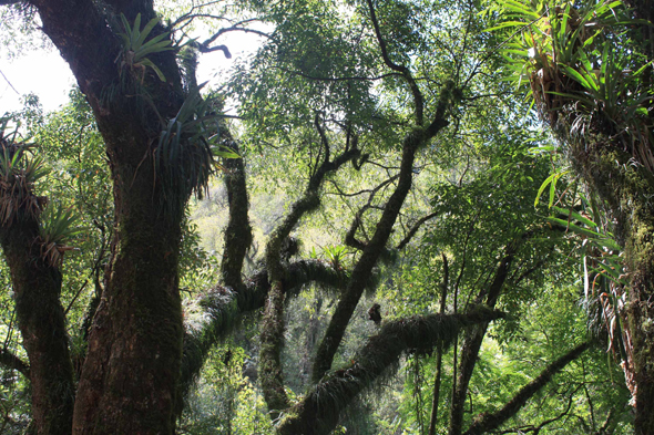 Une forêt luxuriante près de Salta