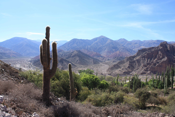 Quebrada de Humahuaca, Cactus