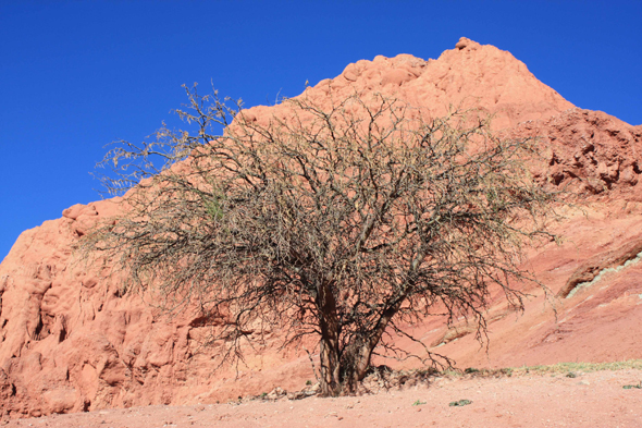 Purmamarca, arbre