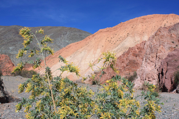 Arbuste, Purmamarca