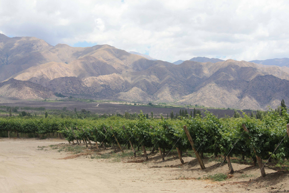 Les vignes de Cafayate