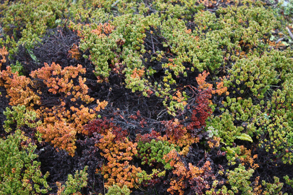 Ushuaia, Lichens