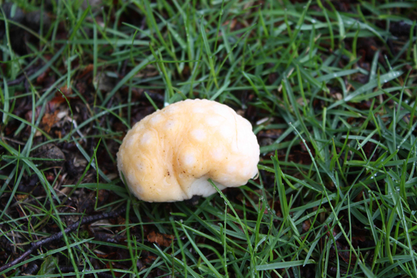 Ushuaia, Champignon