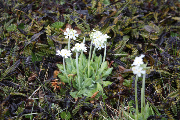 Ushuaia, Fleurs