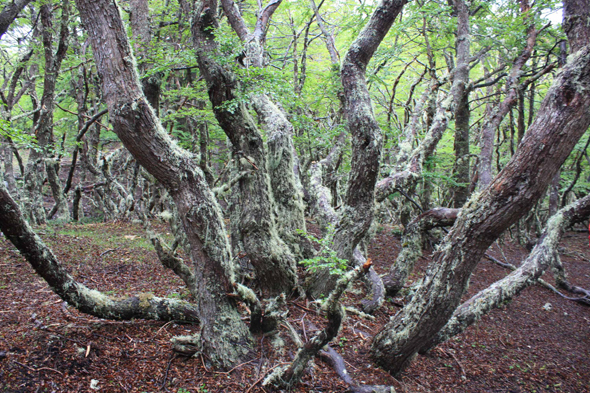 Ushuaia, Forêt